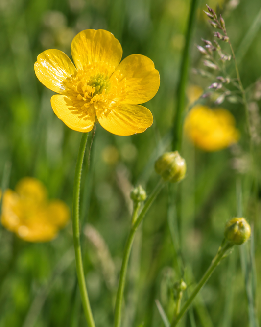 fleur de bouton d'or