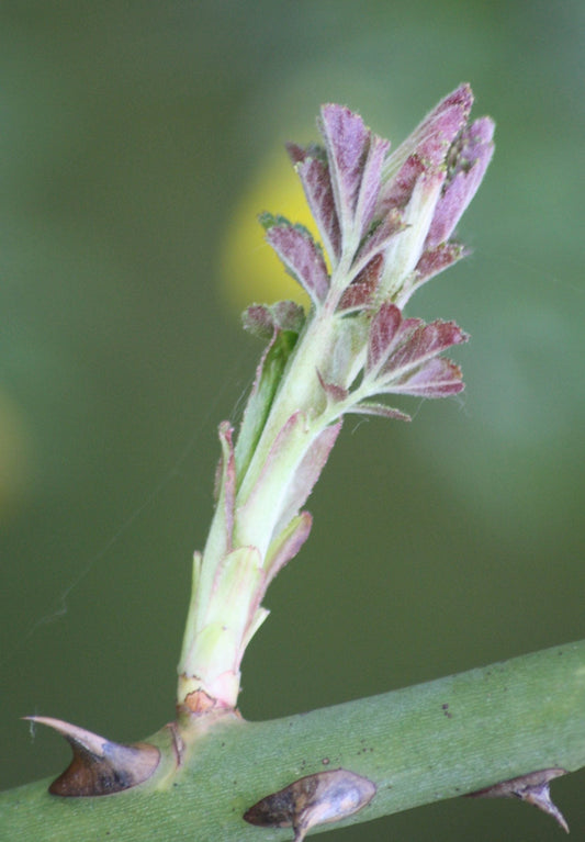 Jeune pousse d'églantier rosa canina