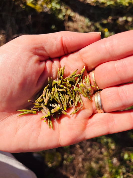 Récolte artisanale de bourgeons bio dans les Cévennes pour macérats de gemmothérapie ECOCERT
