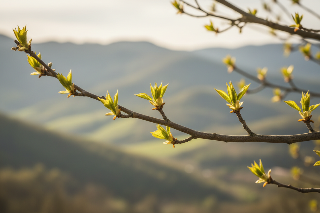 Bourgeons frais de gemmothérapie artisanale bio des Cévennes