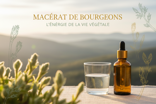 Macérat de bourgeons bio ECOCERT - définition et usage en gemmothérapie artisanale des Cévennes