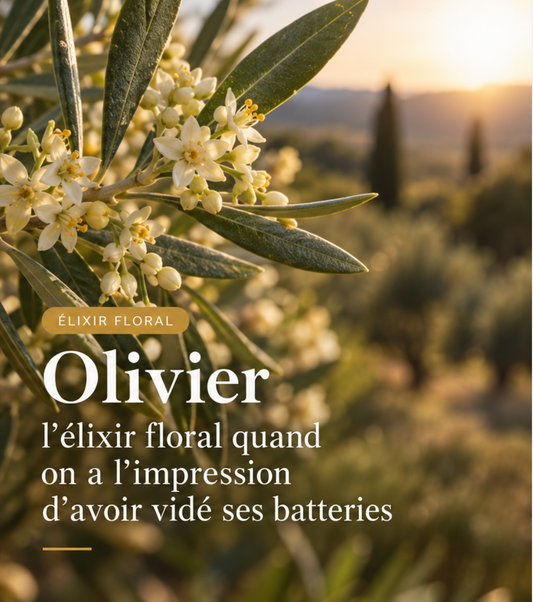 Olivier : l’élixir floral quand on a l’impression d’avoir vidé ses batteries