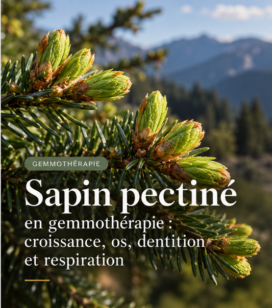 Sapin pectiné en gemmothérapie : croissance, os, dentition et respiration