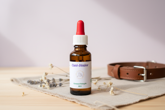 Cani-Sénior – Synergie Gemmothérapie Animale BIO 30ml – mise en scène artisanale fond parme