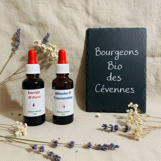 Gemmothérapie artisanale bio Pack Énergie & Concentration dans son univers naturel Cévennes – Arom'Elia
