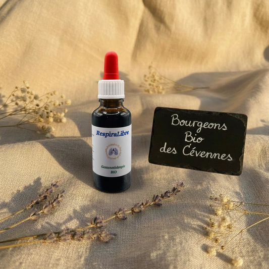 Gemmothérapie artisanale bio RespiraLibre dans son univers naturel Cévennes – Arbor'Elia
