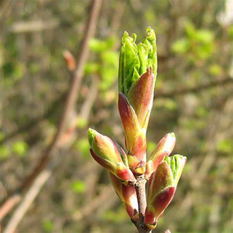 Domaine de Ferrussac Cévennes - Culture bio de plantes médicinales Arom'Elia
